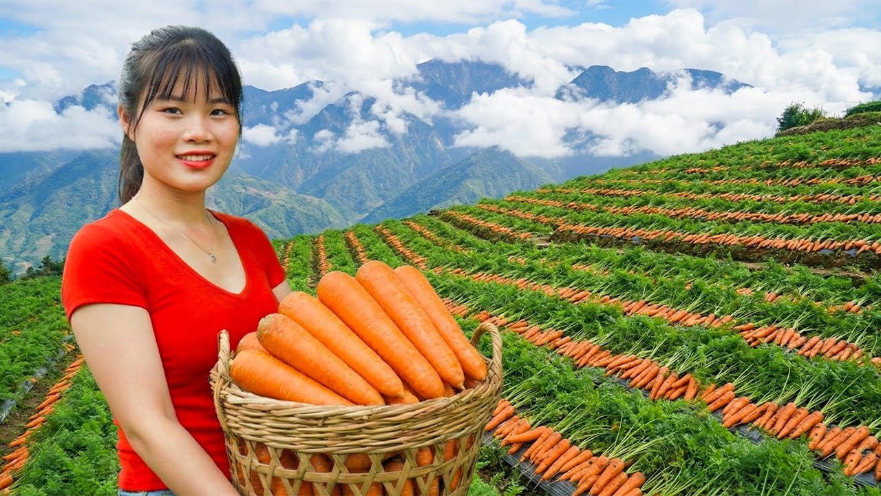 Pulling Up 2000+kg Massive Vibrant Carrots on The Field Go To Market Sell, Crispy Carrot Cake Recipe