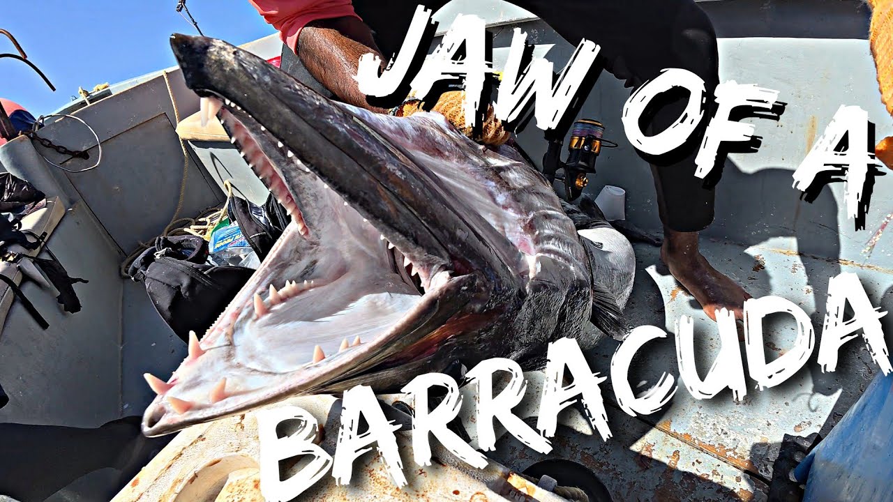 Biggest Barracuda Ever Caught (40lbs) | The Rigs Northcoast 