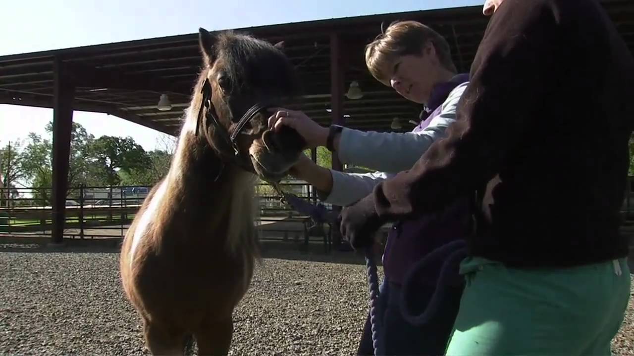 Working the Land: Large Animal Veterinarian