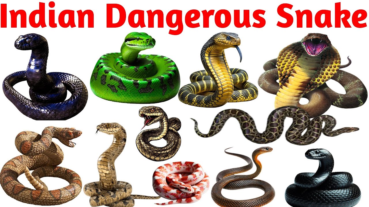 #Snake many types snake video ||kids CARTOON ||kids education video ||सांप के बारे में सीखें, python