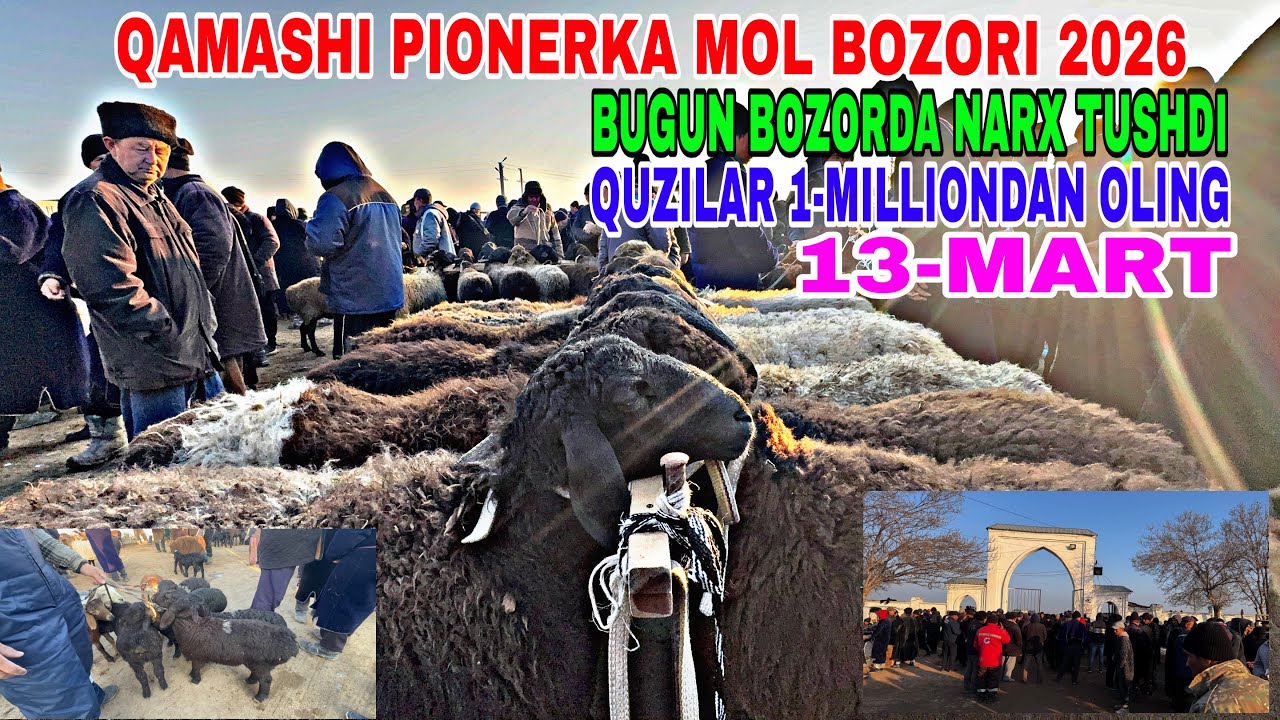 13-MART QAMASHI PIONERKA MOL BOZORIDAN QUY   QUZI NARXLARI 2026