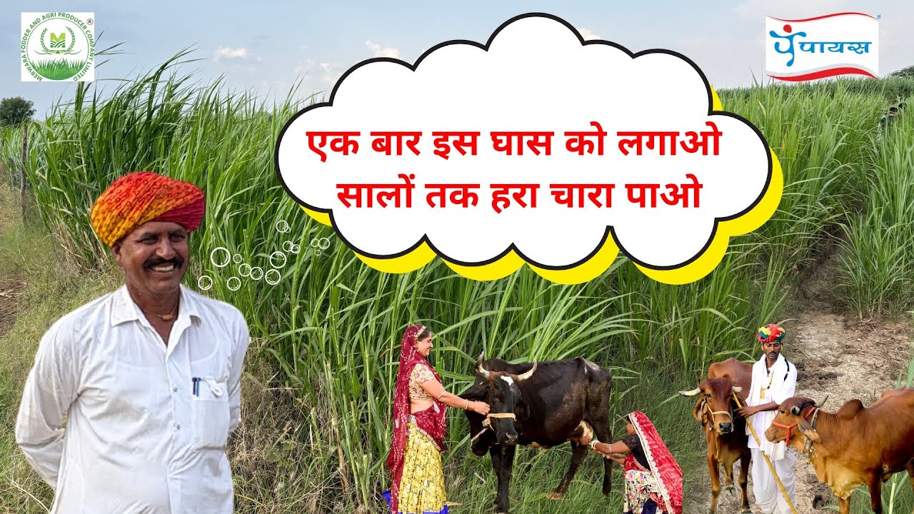 एक किसान का अनुभव: एक बार इस घास को लगाओ सालों तक हरा चारा पाओ #youtube #paayasdairy #farming