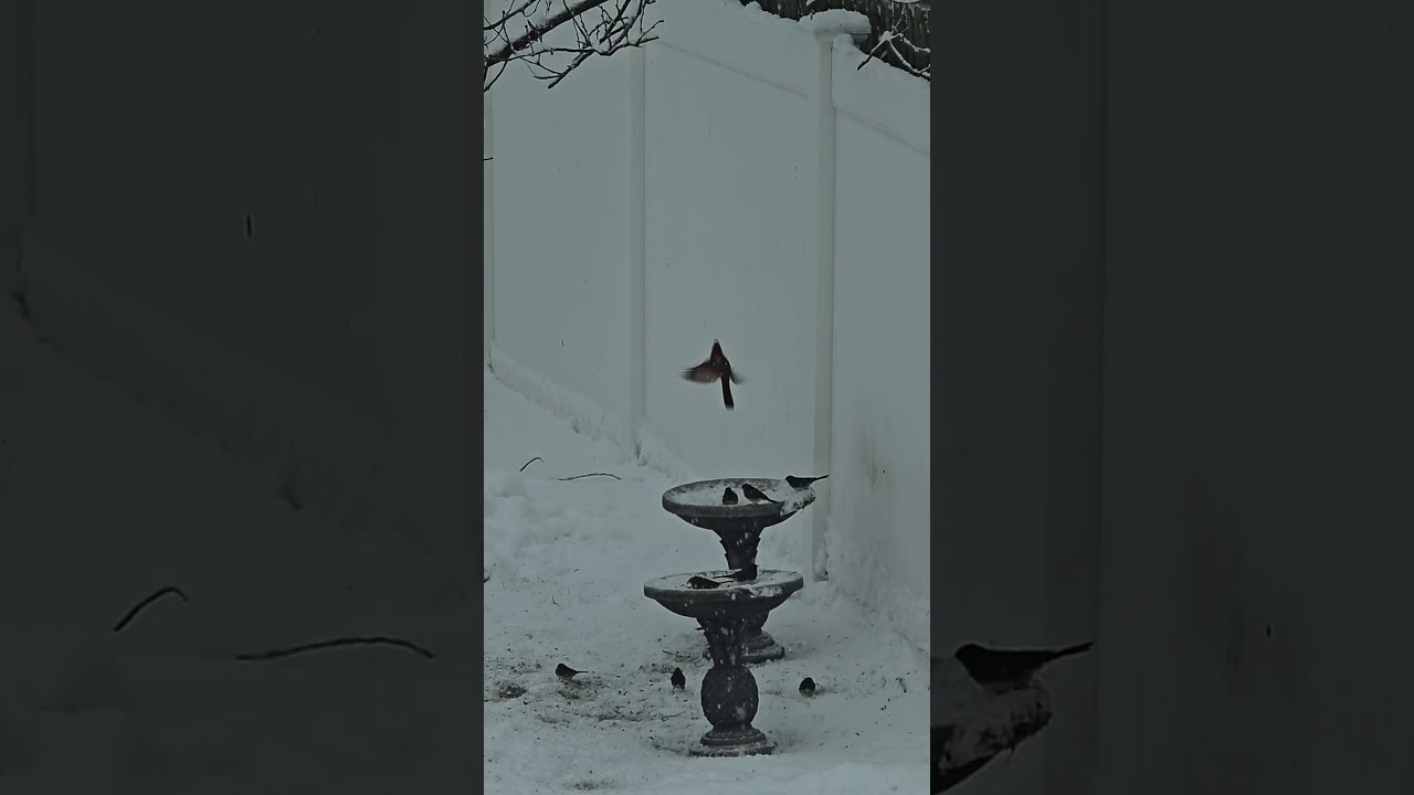 NJ Bird Feeding Cam, Snow Addition 1/24/2026 #birdfeeder