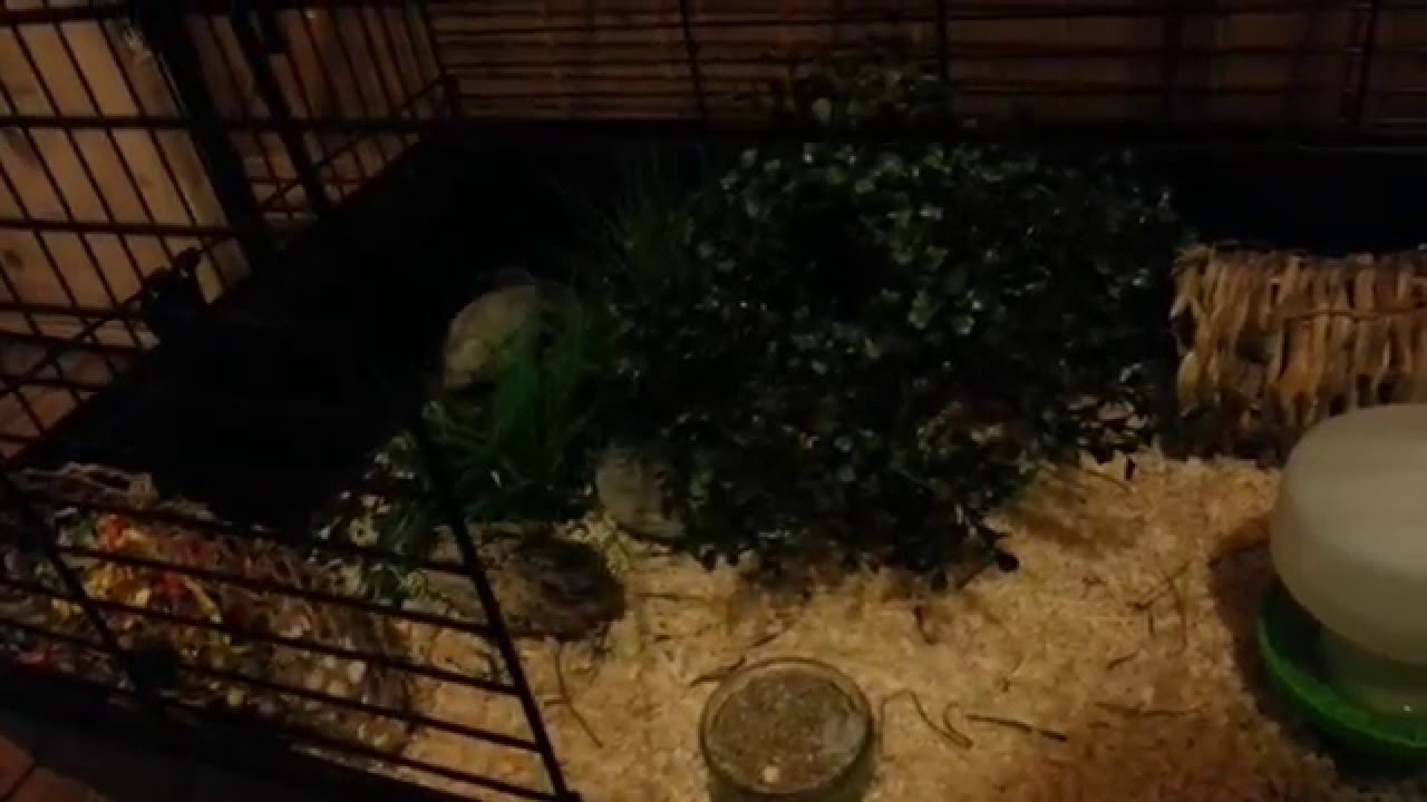 Button Quail Indoor Cage Tour