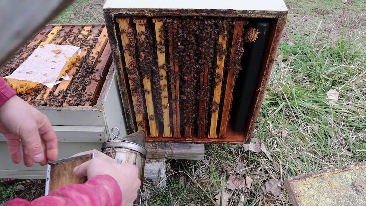 🔶Feeding pollen patties - 2 minute bee tips