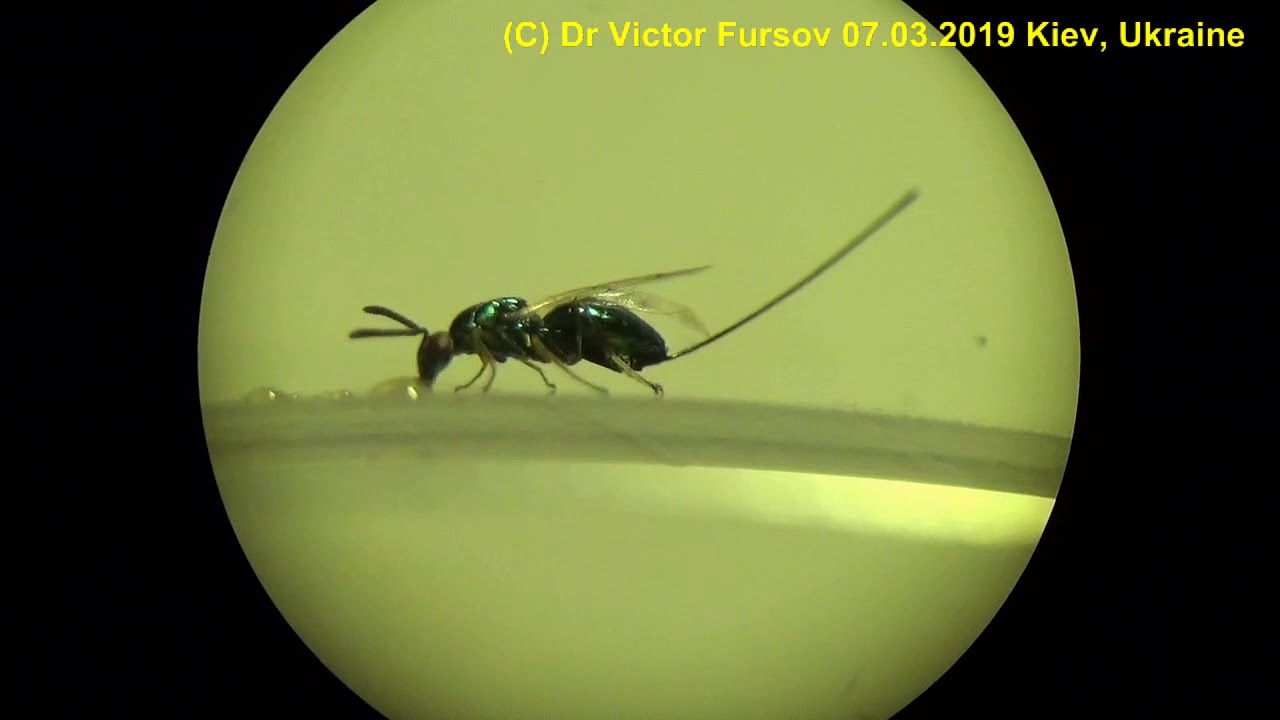 Unique Hungry Parasitic Wasp Torymus (Torymidae) with Very Long Ovipositor!