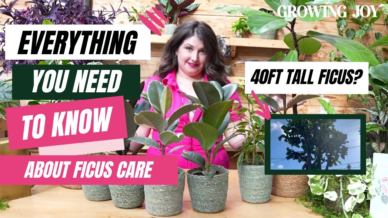 The Ultimate Ficus Care Guide // Ficus 101 //  Rubber Plant Care Guide