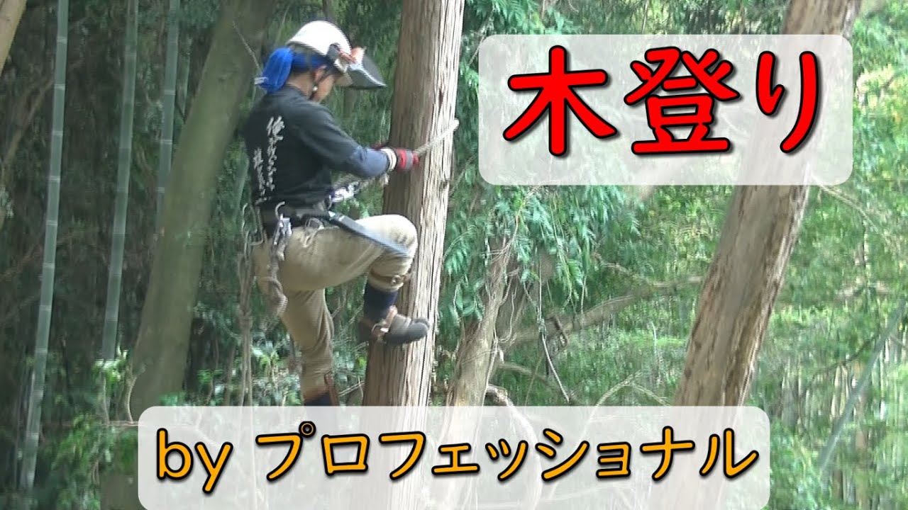 【木登り】林業のプロが木登りすると…（木登り器を使う）