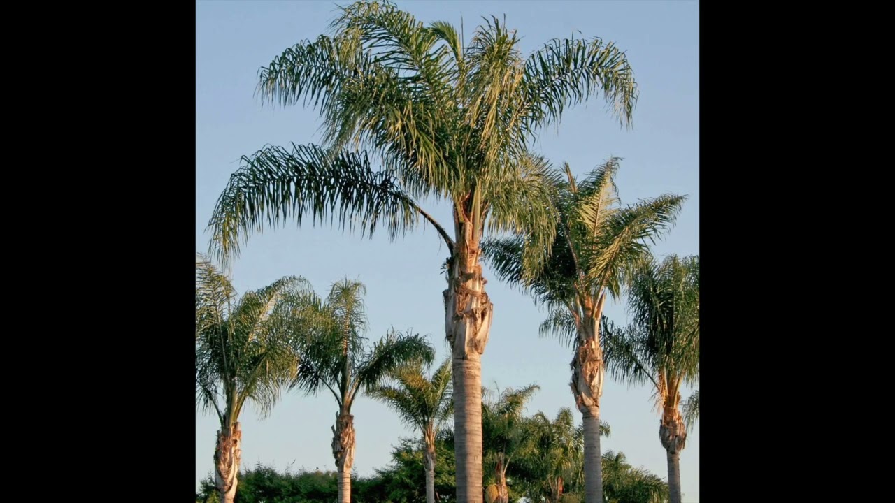 The Tropics.  Type Beat