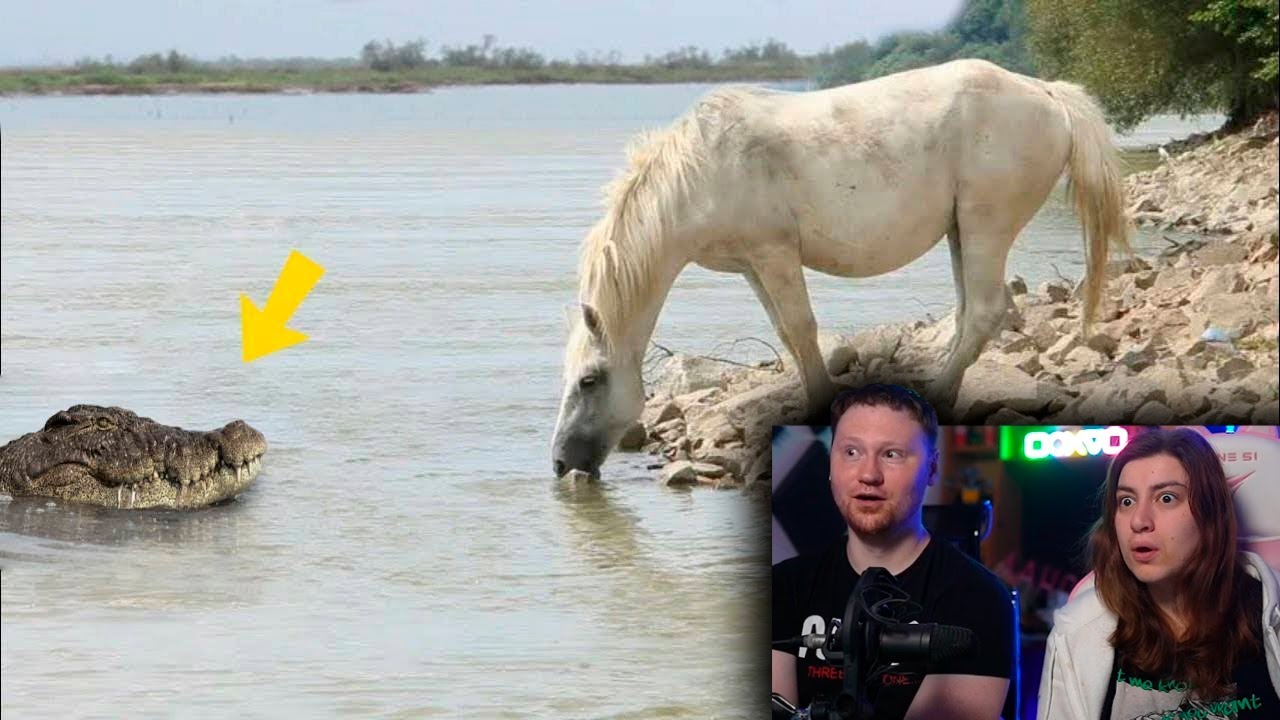 Не на Того Нарвался! Битвы Животных Снятые на Камеру | РЕАКЦИЯ на Max Show