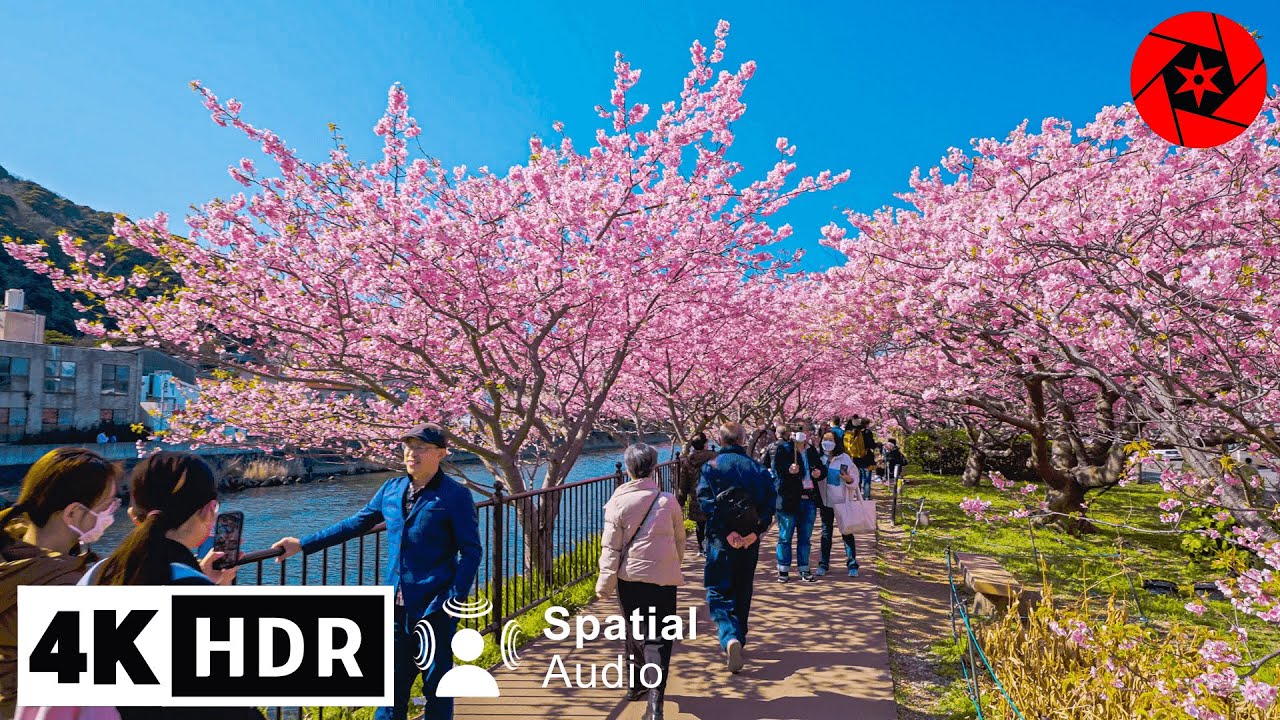 Best Early Sakura near Tokyo - 4K HDR - 3 hours - Japan Cherry Blossoms