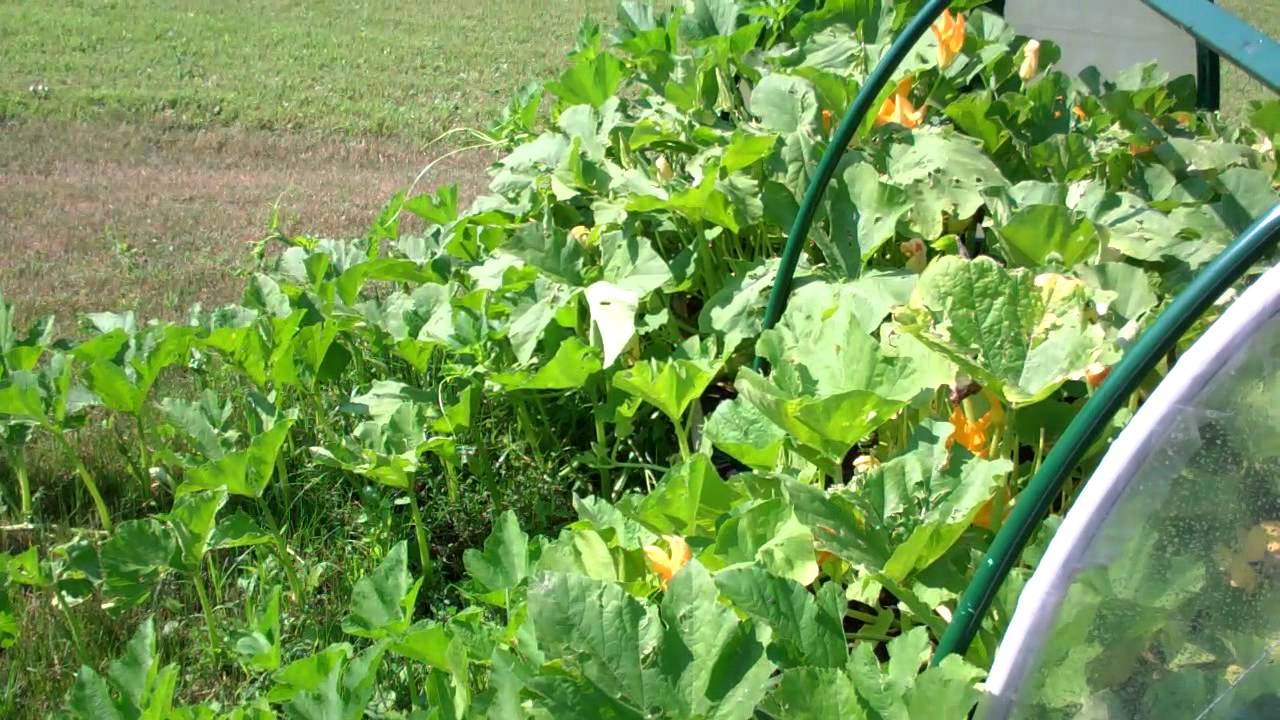 Field Trip to the Hendrens! Self Watering Grow Bag Set-up! Amazing Raised Bed System! And More!!!