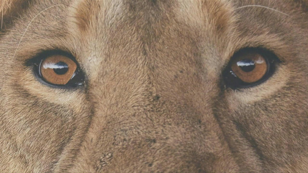 Asiatic lions roar back from brink of extinction in India | AFP