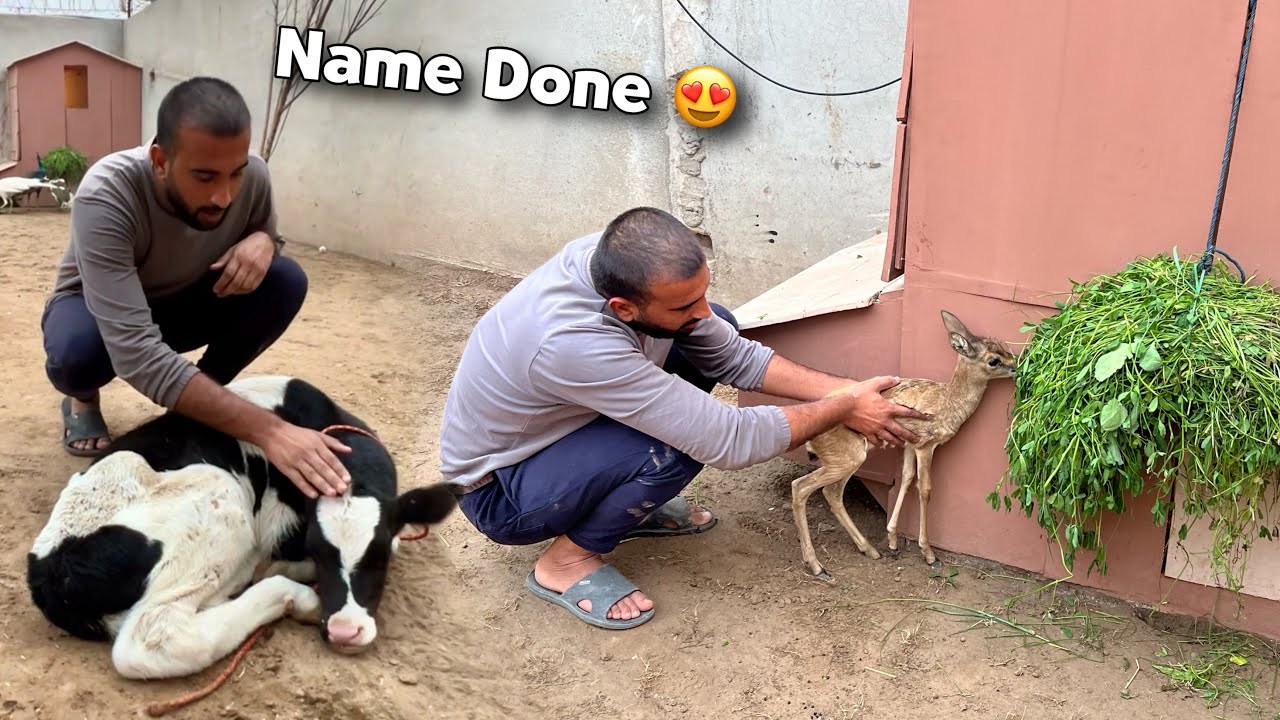 Heer Ny Ghas Khana Shro Kr Dia Or Cowbaby Ka Nam Rakh Dia😍