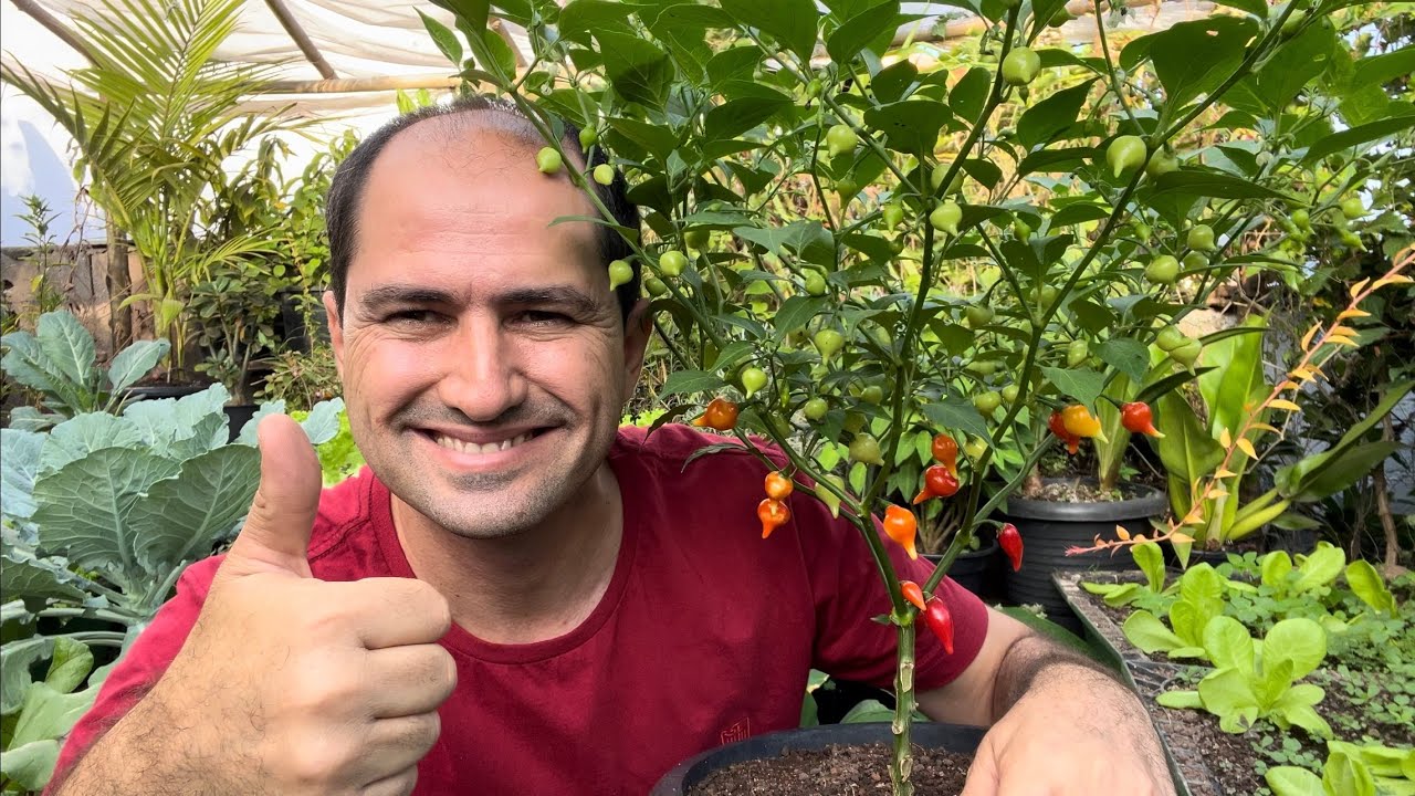 DOENÇAS DA PIMENTEIRA E SUAS SOLUÇÕES