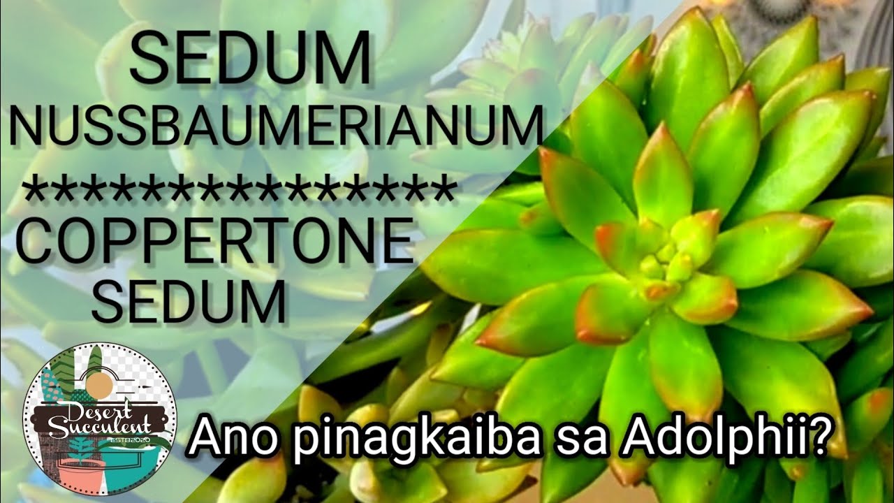 56/100 Coppertone Sedum Succulent Care Guide • Sedum Nussbaumerianum | Hindi pala ito Golden Sedum?