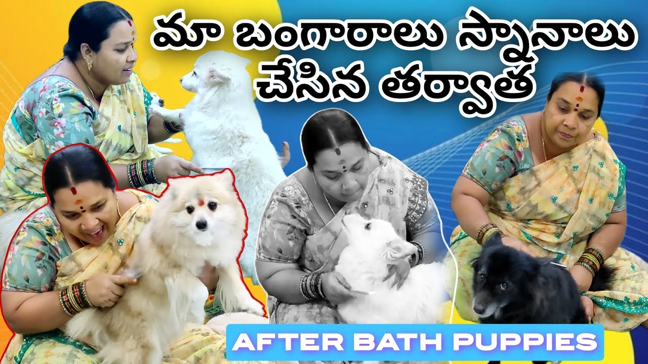 🐶🛁 మా Puppies స్నానాల తర్వాత ఎంత Cute గా ఉన్నాయో చూడండి 😍