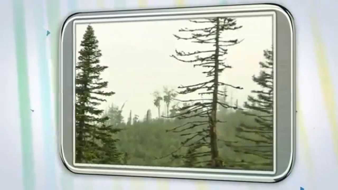 пример внедрения RFP group