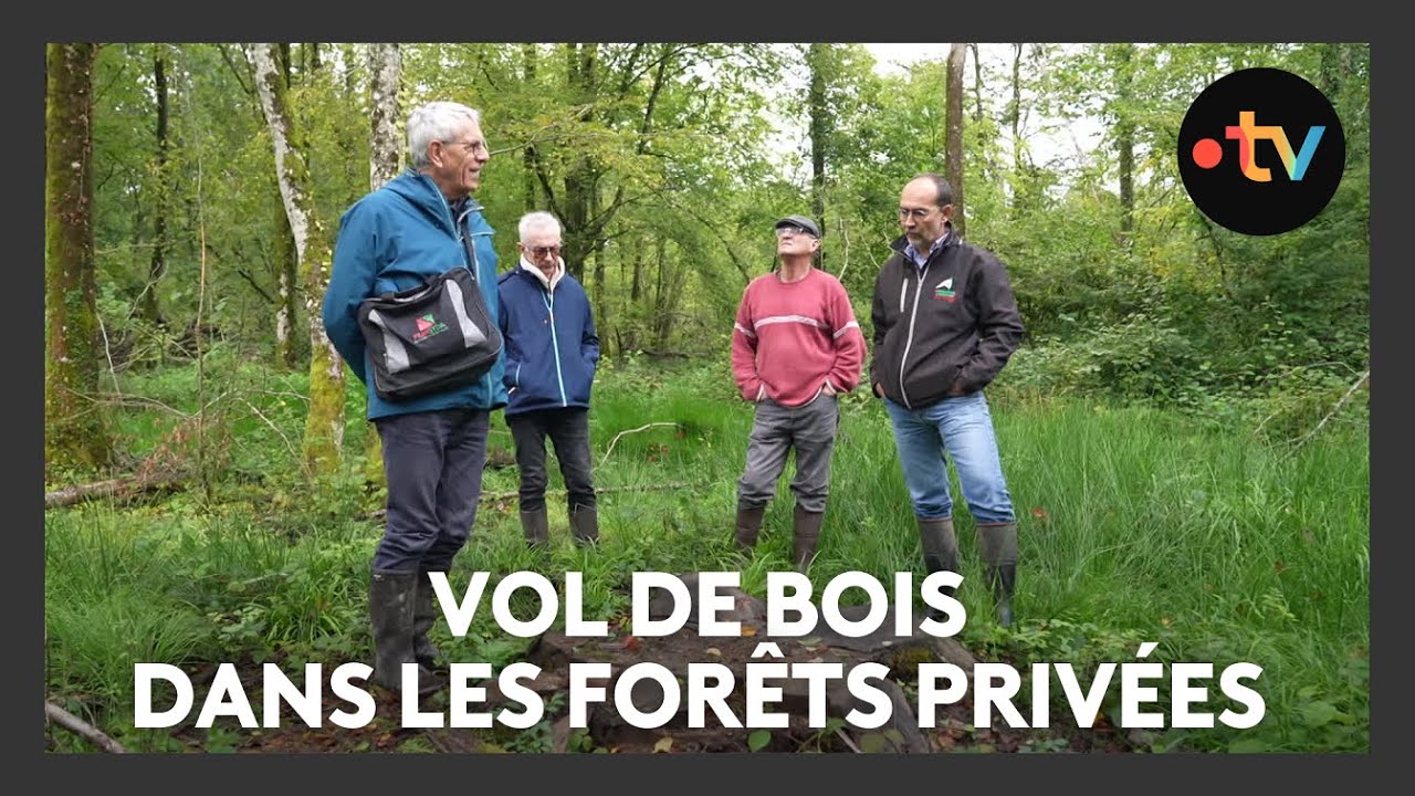 Vol de bois dans les forêts privées en Meuse