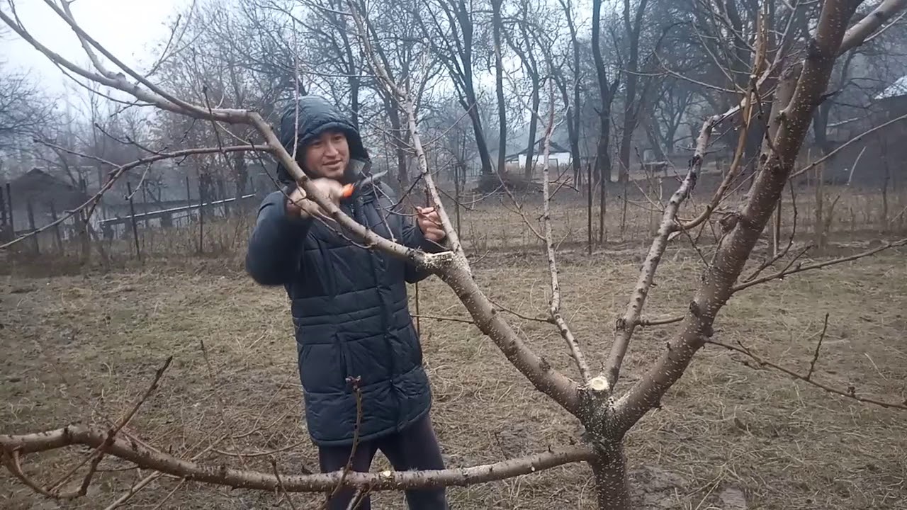 Шабдаалыны бутоо боюнча практикалык семинардан