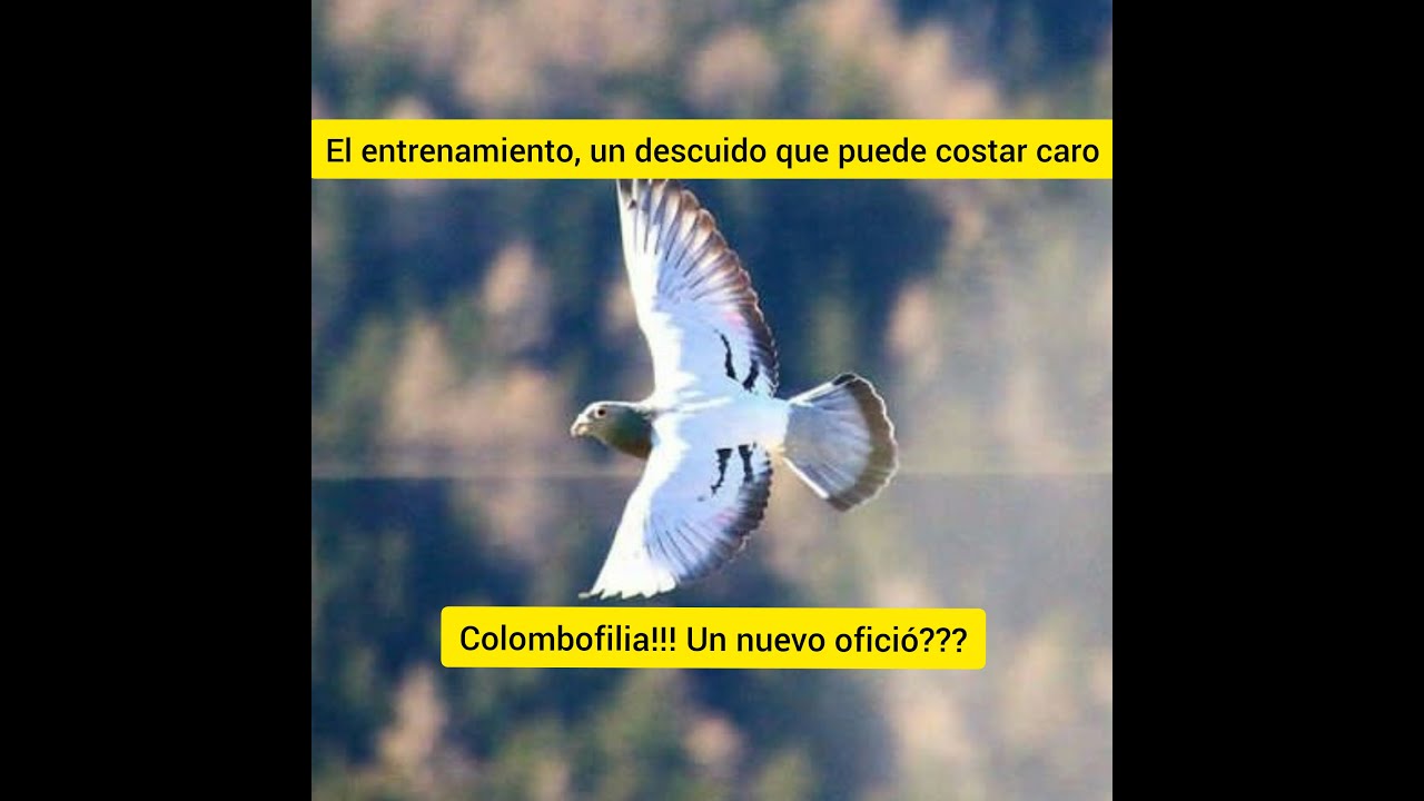 101 métodos lV la colombofilia en la cumbre tomo 2 (parte 27)