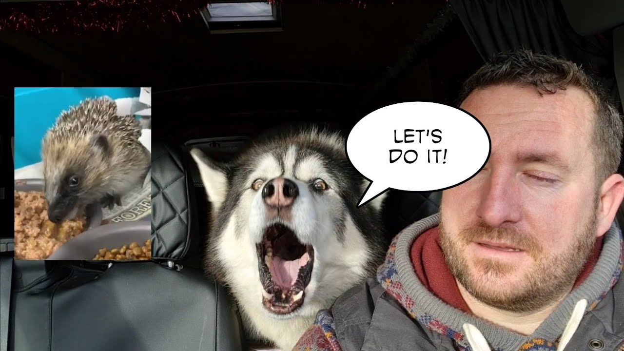 Husky Malamute does a Good Deed for Christmas | So Cute!