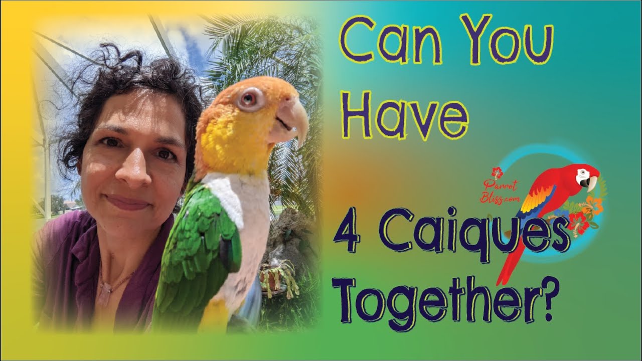 Can You Have 4 Caique Parrots Together