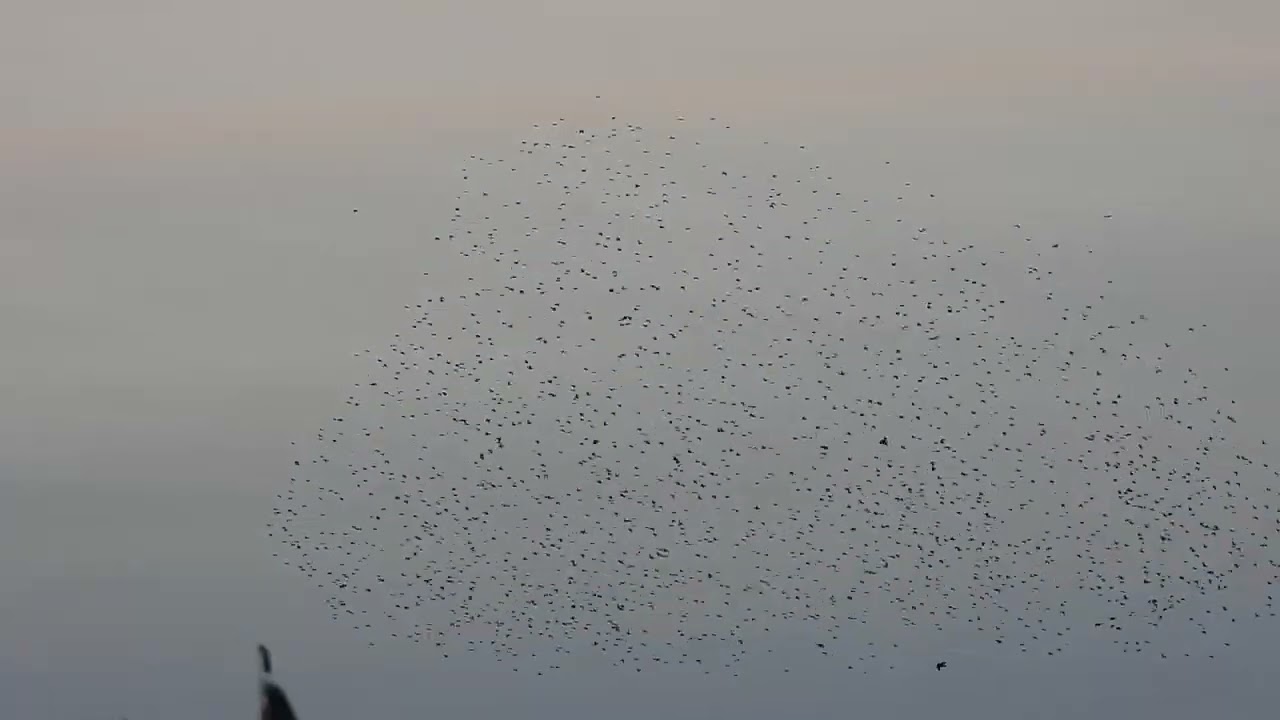 Starlings (murmuration) - Skinflats - Forth - 03/12/25