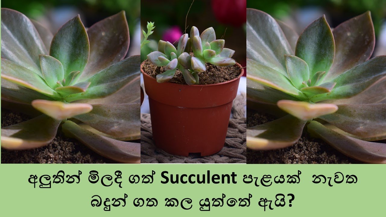 How to re- pot a newly brought succulent in a correct way.(In sinhala )
