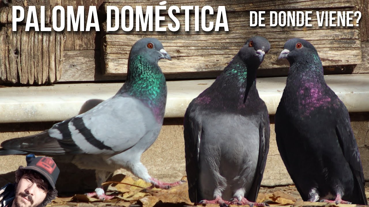 Cизый голубь 4K (Columba livia) Sizy Golub, sizyj golub', Голубь сизый, Сизый голубь