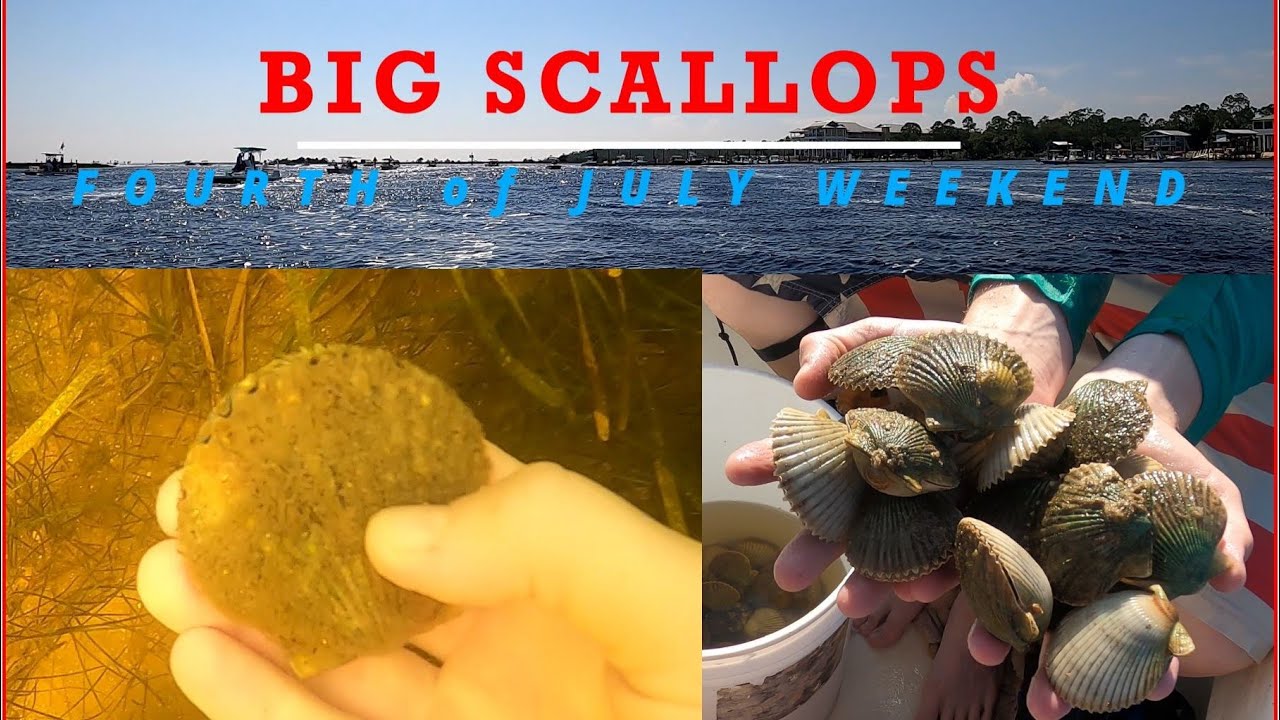 BIG Steinhatchee SCALLOPS Fourth of July Weekend! CATCH and COOK Breaking Nets Episode 4 #2023