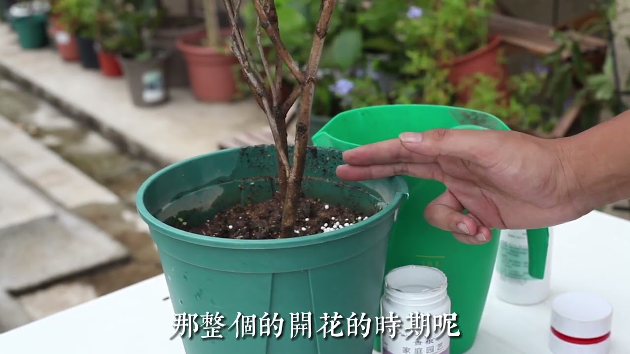 茶花怎麽養？園藝師教你，茶花的詳細養護技巧
