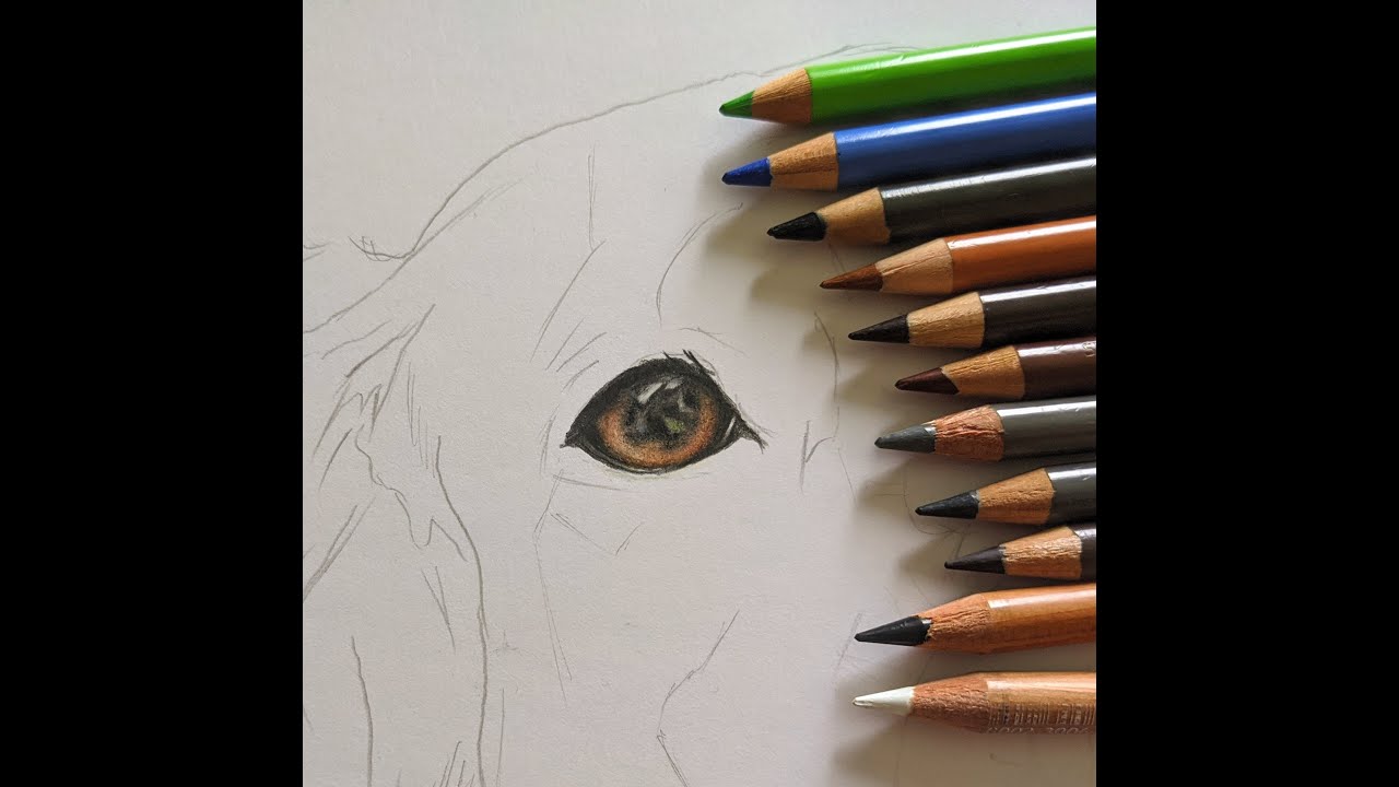 Drawing of Cocker spaniel coloured pencil Part 1 Drawing the eyes in real-time tutorial