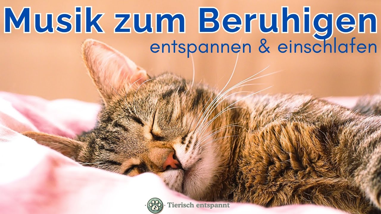 Katzenmusik zum Beruhigen | Entspannende Beruhigungsmusik für Katzen | Einschlafmusik