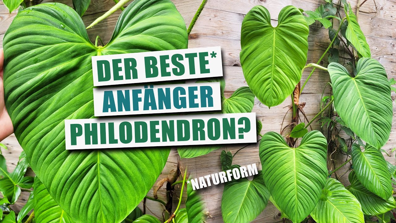 Philodendron nangaritense 'Fuzzy Petiole' - Perferkter Anfänger Philo?   | Pflanzen-Portrait