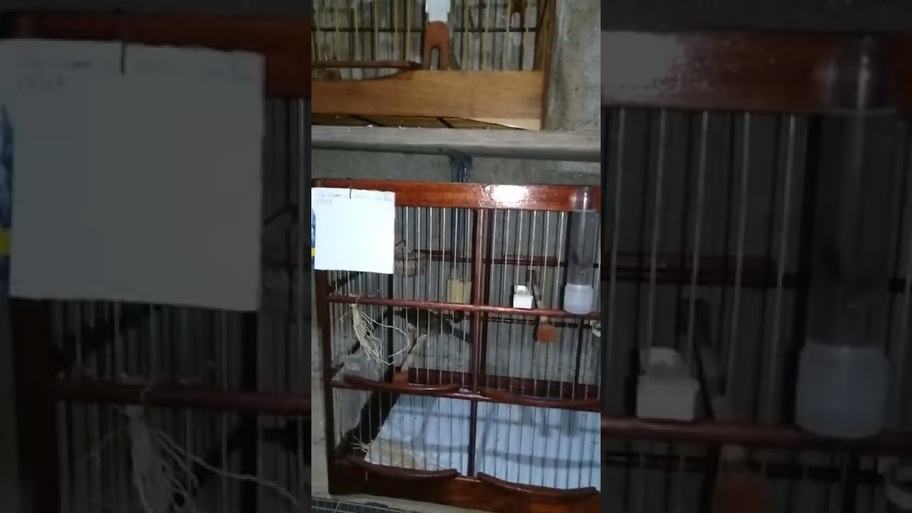 casal de curió juntos no voador