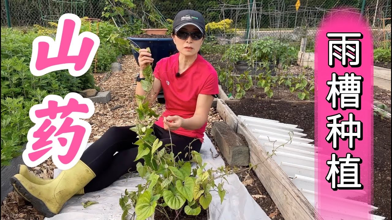 山药最高产的种植床--雨槽种植详细示范讲解。山药家庭有机种植系列 （点击CC查看字幕）