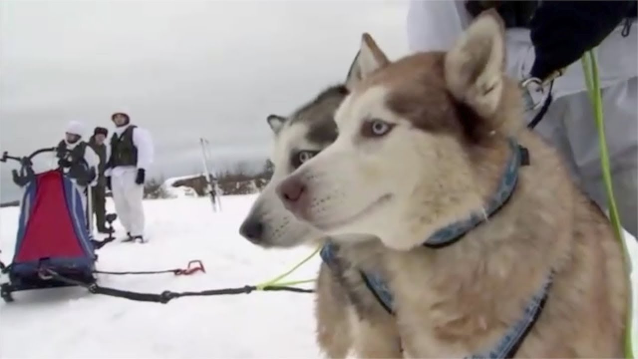 Russian military team up with huskies