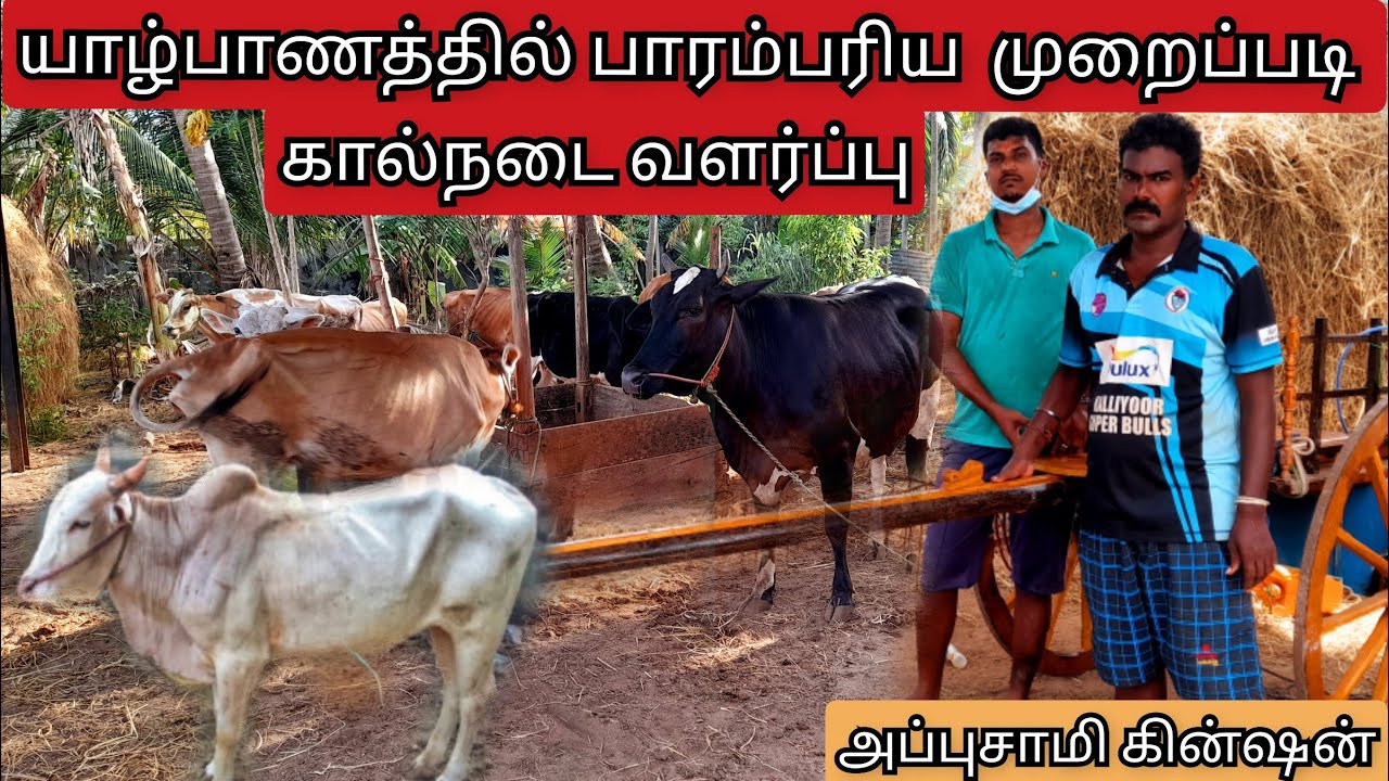யாழ்பாணத்தில் பாரம்பரிய  கால்நடைவளர்ப்பு/Traditional animal husbandry in Jaffna/srilankan boy