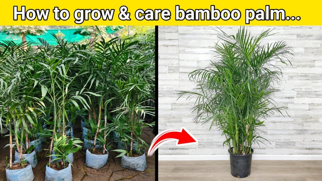 Bamboo palm care tips || Chamaedorea seifrizii palm plant