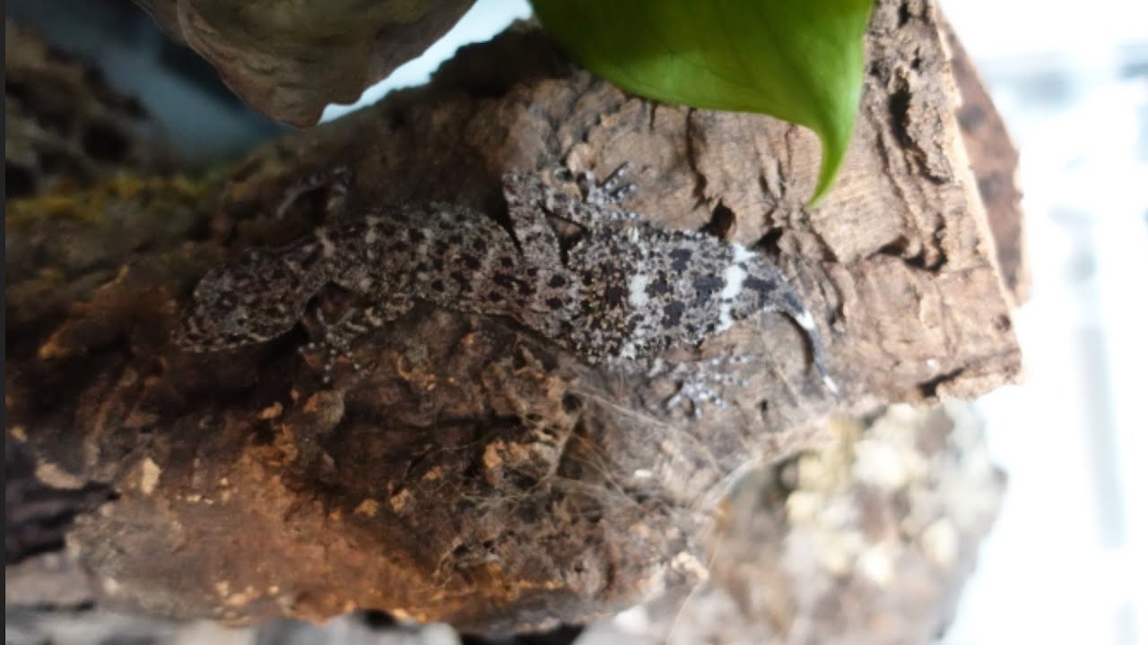 First Weeks With These Rare Leaftail Geckos!  Phyllurus amnicola