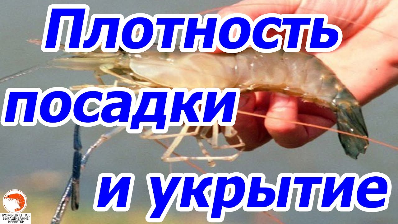 Креветка Макробрахиум Розенберга, укрытия, плотность посадки обзор
