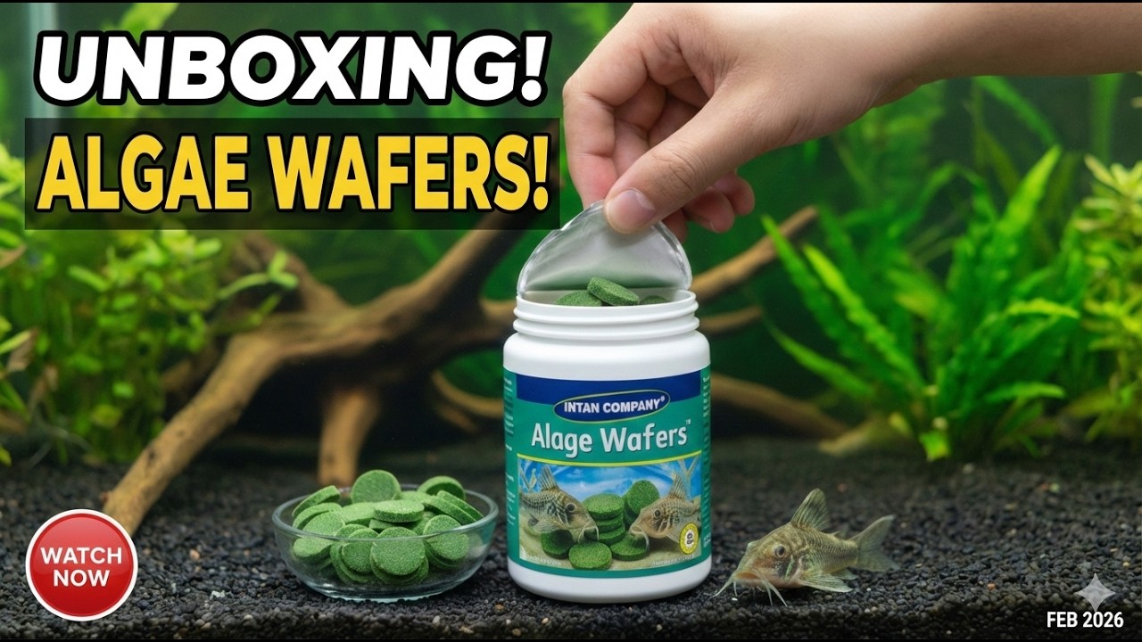 Unboxing Algae Wafers