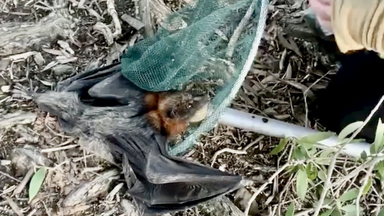 Rescuing a flying-fox hanging low;  this is Maze