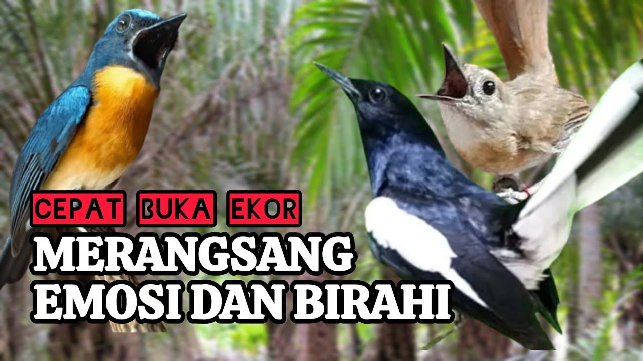 TERBUKTI AMPUH, MERANGSANG EMOSI TLEDEKAN GUNUNG, SRDC DAN KACER