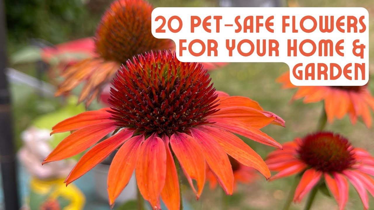 20 Pet Safe Flowers for Your Home and Garden
