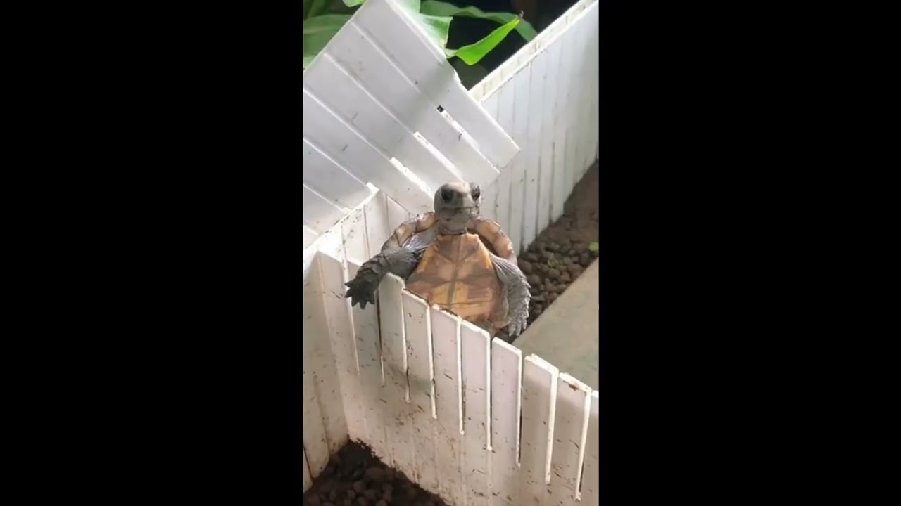 Funny Reptiles 