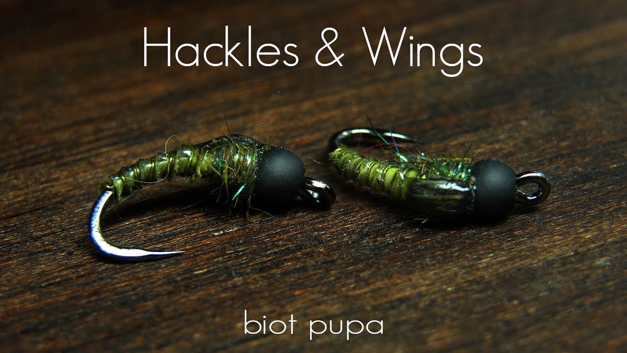 Fly Tying Biot Pupa | Hackles & Wings