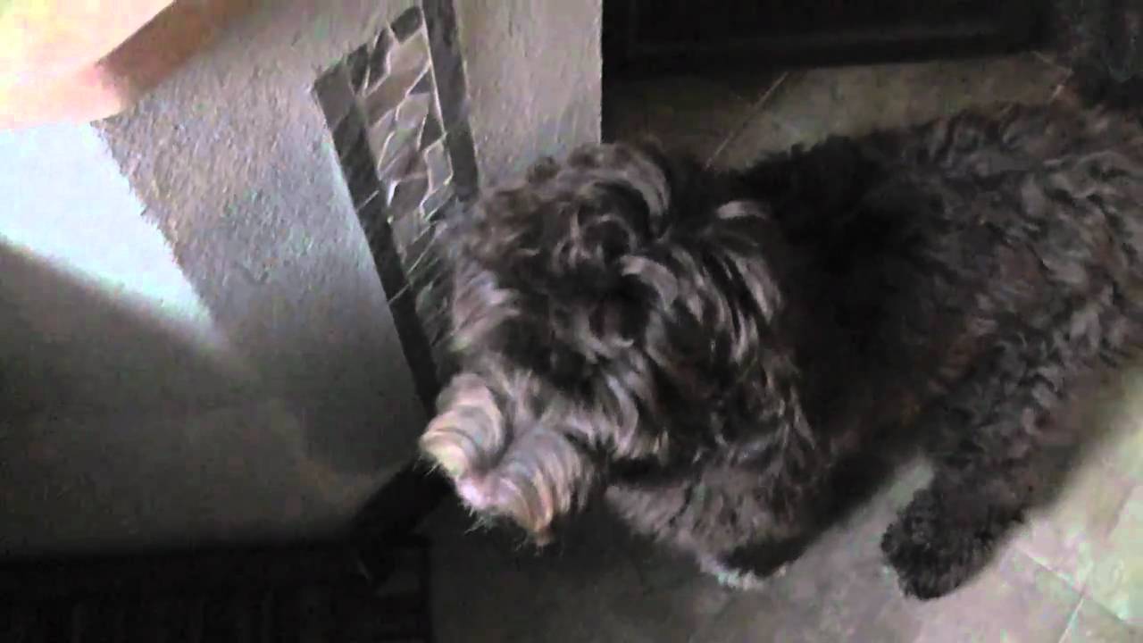 Morning Conversation my Portuguese Water Dog