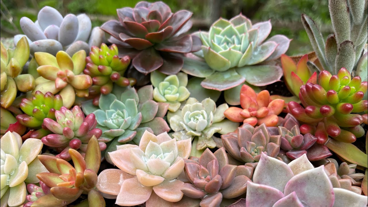 LINDAS SUCULENTAS em FLOREIRAS e VASOS com CRESCIMENTO R&Aacute;PIDO